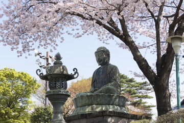 東京の桜名所　護国寺　桜　染井吉野　満開　大仏　