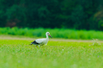 Storch Weißstorch im Frühling - stork spring white stork 