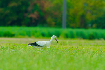 Storch Weißstorch im Frühling - stork spring white stork 