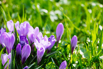Groupe de crocus violet (crocus sativus) avec focus sélectif/soft
