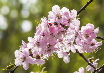 Pink flowers of the cherry blossoms on a spring day in the park