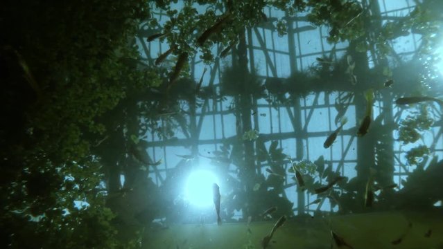Many Small Fish Swimming in Water Under Carpet of Aquatic Plants in Bright Sun Underwater Shooting