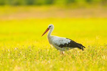 Storch Weißstorch Vogel auf Wiese Frühling - stork spring white stork 