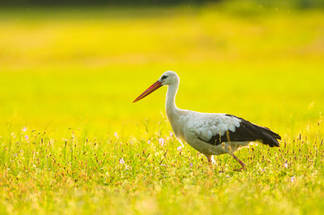 Storch Weißstorch Vogel auf Wiese Frühling - stork spring white stork 