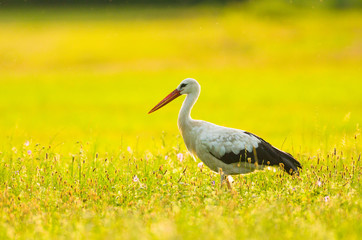 Storch Weißstorch Vogel auf Wiese Frühling - stork spring white stork 