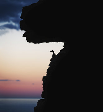 Silhouette of bird perching on cliff
