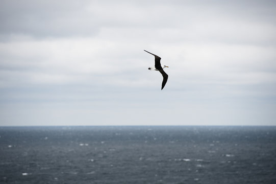 Bird in flight