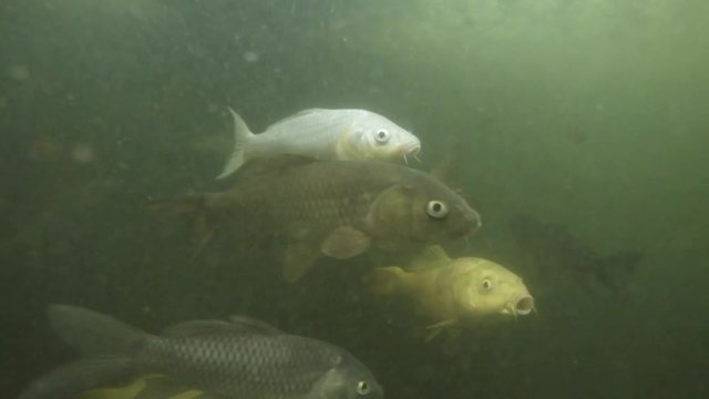 Lot of Fish in Different Colors in Muddy Water of Botanical Garden