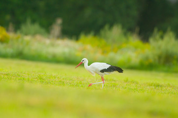 Storch Weißstorch Vogel auf Wiese Frühling - stork spring white stork 