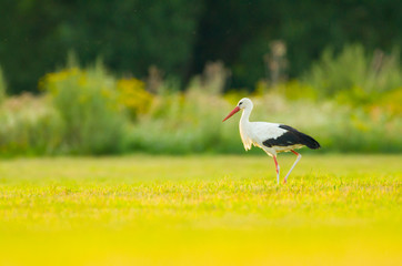 Storch Weißstorch Vogel auf Wiese Frühling - stork spring white stork 