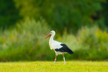 Storch Weißstorch Vogel auf Wiese Frühling - stork spring white stork 