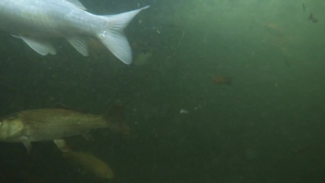 a Lot of Fish of Different Colors in Murky Waters of the Botanical Garden