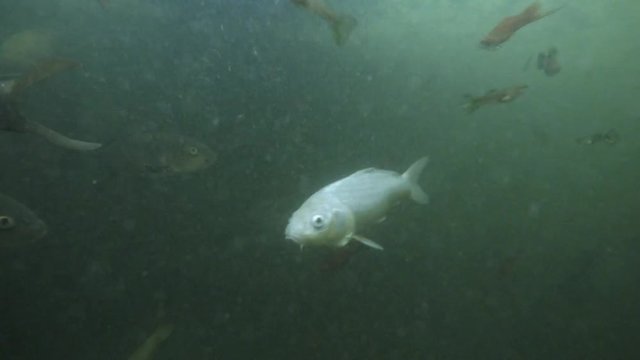Variety of Different Colored Fish in Muddy Water of the Botanical Garden