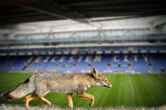 real fox leicester city football club wallpaper