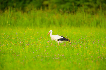 Storch Weißstorch - stork white stork 