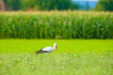 Storch Weißstorch - stork white stork 