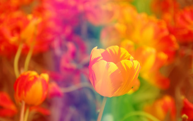 bright colorful flower in the garden