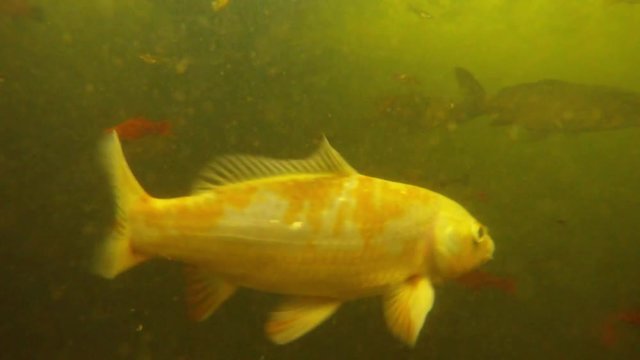 a Lot of Bright Colored Fish in Murky Waters of the Botanical Garden