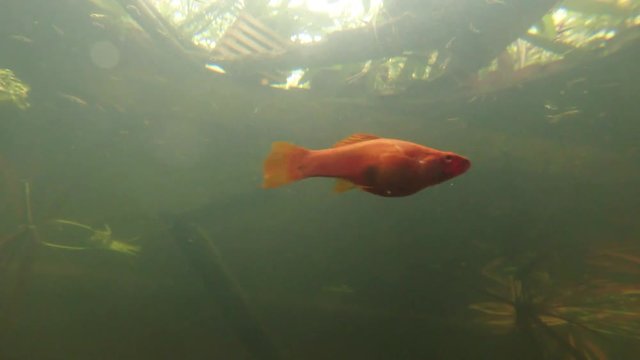 Orange Colored Fish Under Bright Sun in Water of Botanical Garden