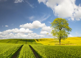 Papier Peint photo Campagne lonely green tree on a green field of young corn on a background of blue sky and white clouds