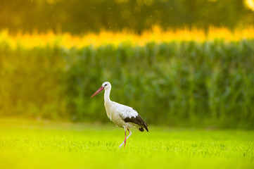 Obraz na płótnie Canvas Storch Weißstorch - stork white stork 
