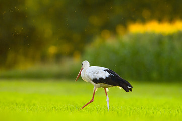Storch Weißstorch - stork white stork 