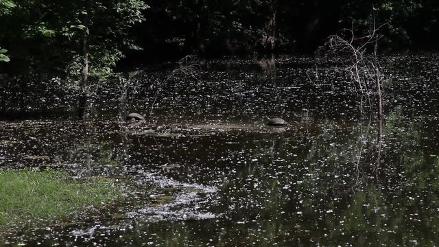 Cottonwood Seeds Blowing Into A Pond.