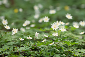 white anemones in the forest