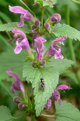 falsa ortica (Lamium purpureum) - infiorescenza