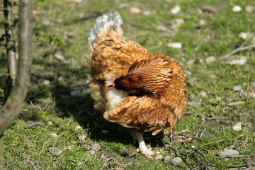 Hen