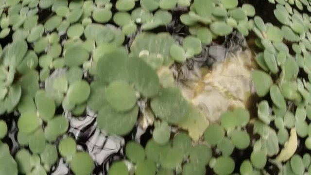 Yellow Catfish Swims Between Leaves of Aquatic Plants on Surface of Water Pushing Them