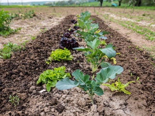 Salat im Frühbeet