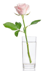 pink rose in vase isolated on white