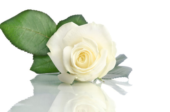 beautiful single white rose lying down on a white background