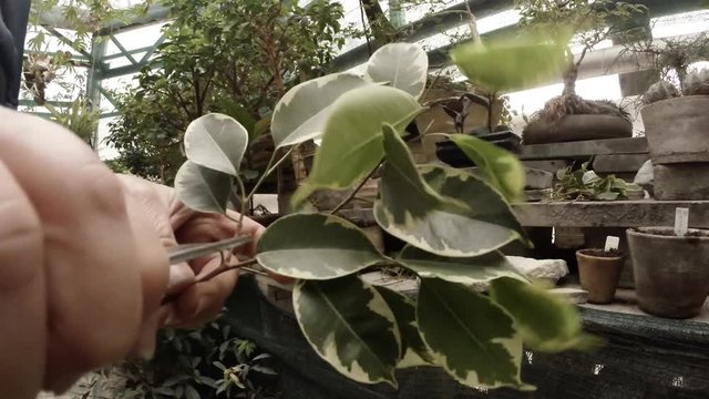 Hand Using Pruning Shears Cut Excess on Branch of Plants