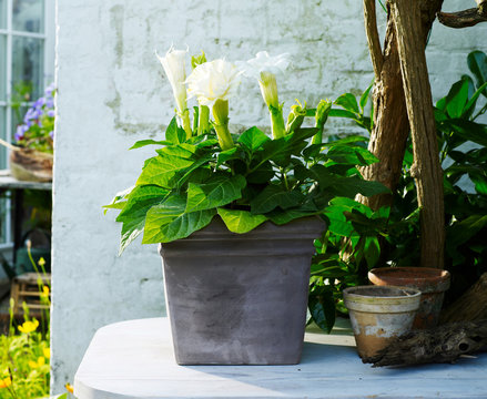 White flowered arum lily in garden plant pot
