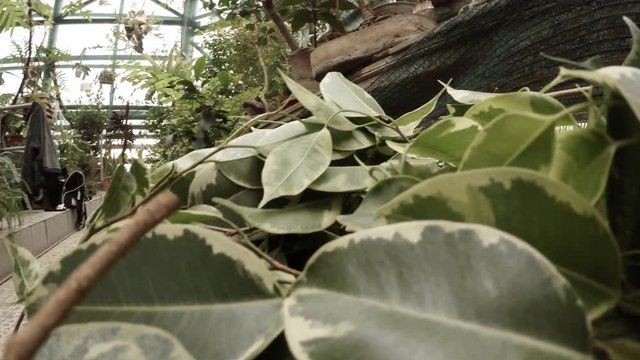 Hand Takes Part of Leaves of Continuous Green Carpet in a Greenhouse in Botanical Garden