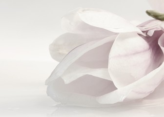 Zarte Magnolienblüte isoliert auf weißem Hintergrund