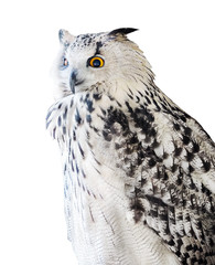 black and white isolated big eagle-owl