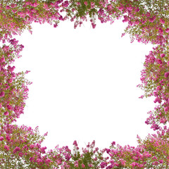 square frame from pink blooming trees