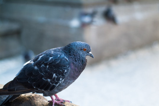 Pigeon in Milan