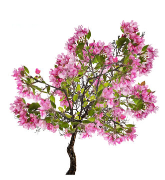 apple spring tree with large pink blooms