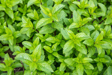 Mint fresh first grown at spring. Authentic farm series.