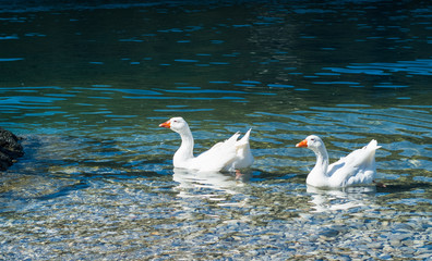 Lake Como Ducks