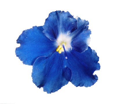 Fototapeta blue violet with white center