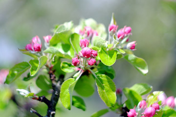 Obraz premium Budding flowers of apple trees with leaves
