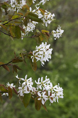 Flowers of  Snowy mespilus (Amelanchier lamarckii)
