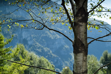 Piani d'Erna Birch Tree