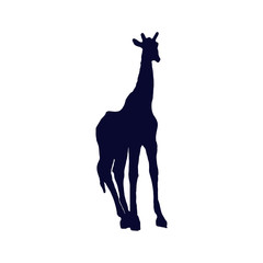 giraffe isolated