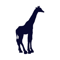 giraffe isolated